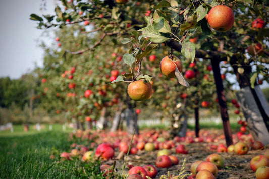 Plantarea pomilor fructiferi: Când și cum se plantează - Sfaturi utile